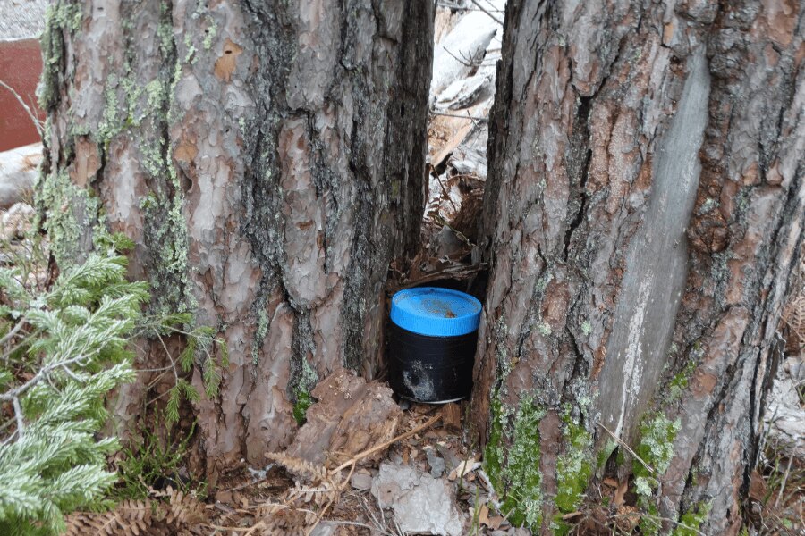 geocaching, keška elrejtve a fánál. Forrás: https://commons.wikimedia.org/wiki/File:Geocaching_indelis,_Zypli%C5%B3_pu%C5%A1is.JPG