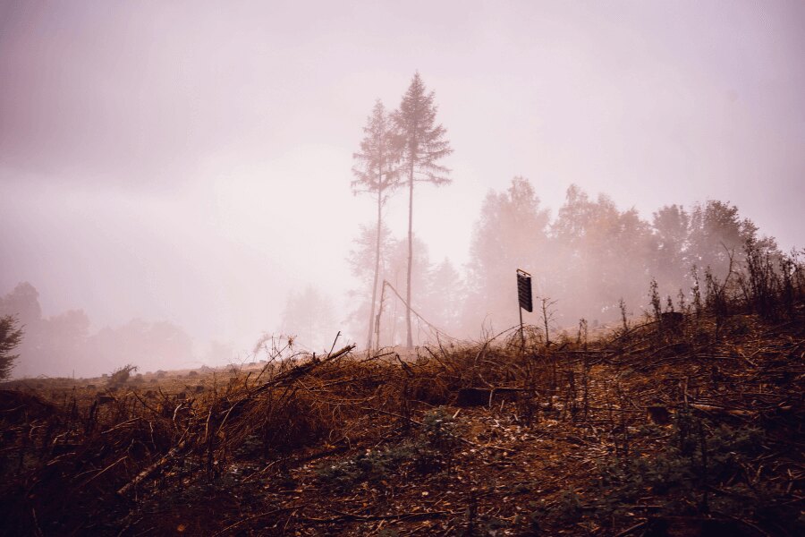 Őszi erdő ködben. Forrás: https://www.pexels.com/cs-cz/foto/krajina-stromy-silueta-mlha-5626891/