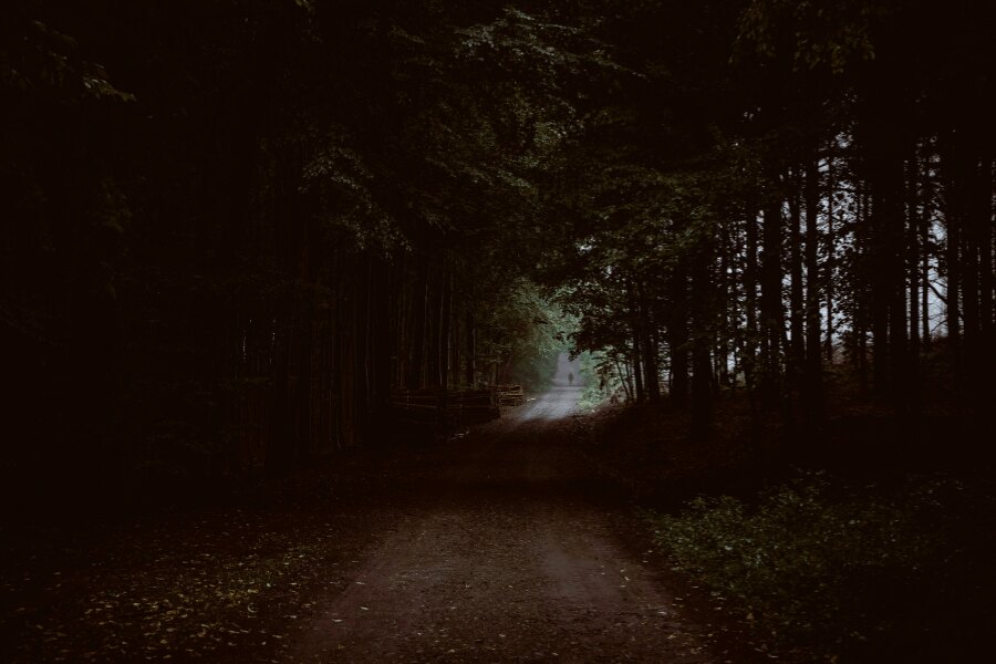 Erdő a sötétben. Forrás: https://www.pexels.com/cs-cz/foto/priroda-tmavy-stromy-prostredi-5642818/